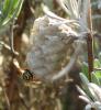 Polistes sp.